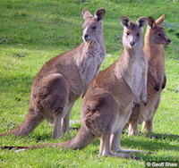 eastern grey kangaroos copy